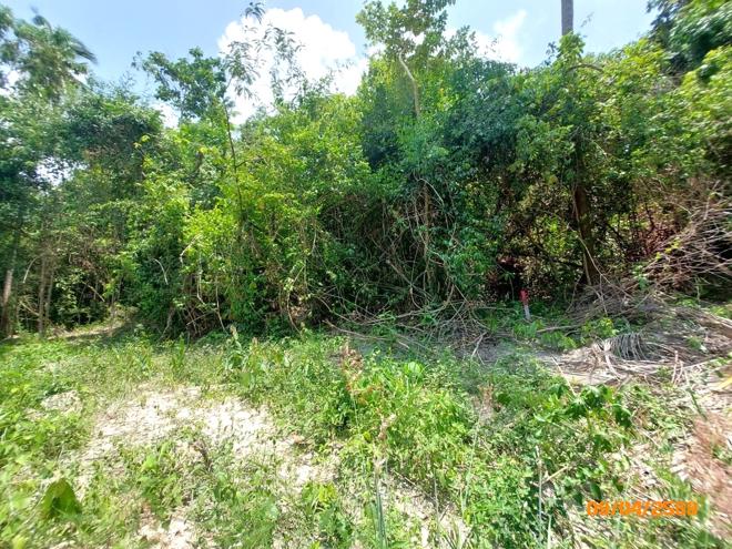 picture LAND 2986 Sq.w. Ko Samui Surat Thani for 20.9M - 3/12