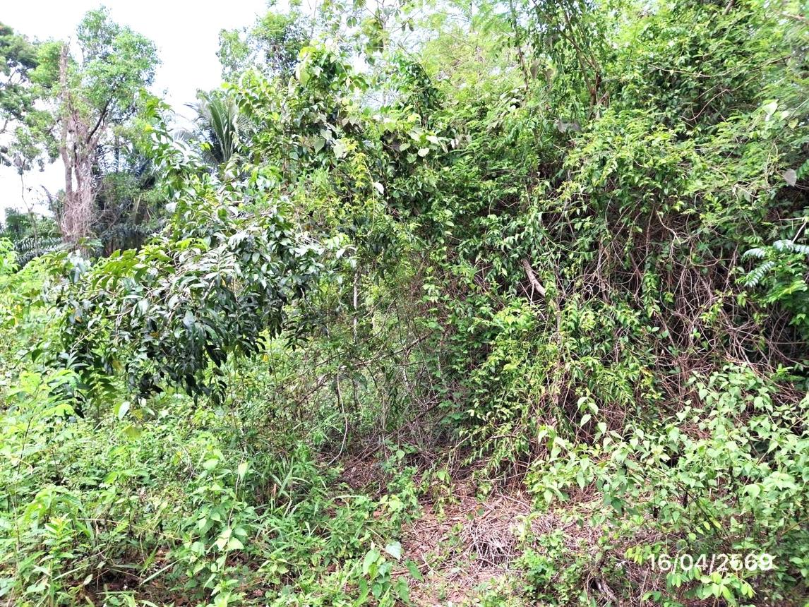 picture LAND 663 Sq.w. Khlong Thom Krabi for 2.9M - 15/24