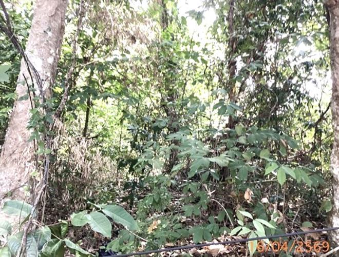 รูป ที่ดินว่างเปล่า 6417.1 ตร.วา เมืองภูเก็ต ภูเก็ต 109M - รูปที่ 8/22