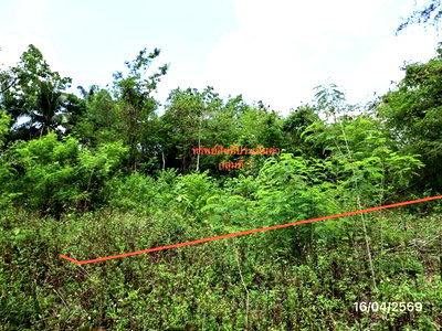Land for sale Krabi : LAND 663 Sq.w. Khlong Thom Krabi for 2.9M