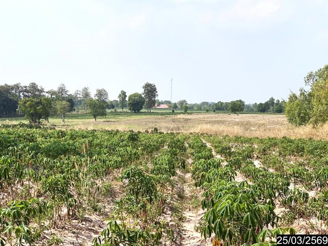 picture LAND 12300 Sq.w. Nong Han Udon Thani for 2.3M - 7/24