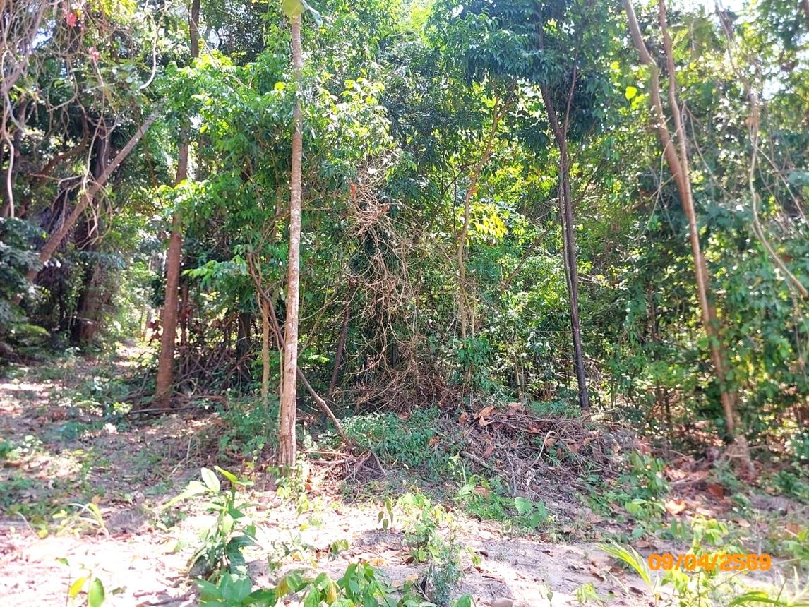picture LAND 2986 Sq.w. Ko Samui Surat Thani for 20.9M - 8/12