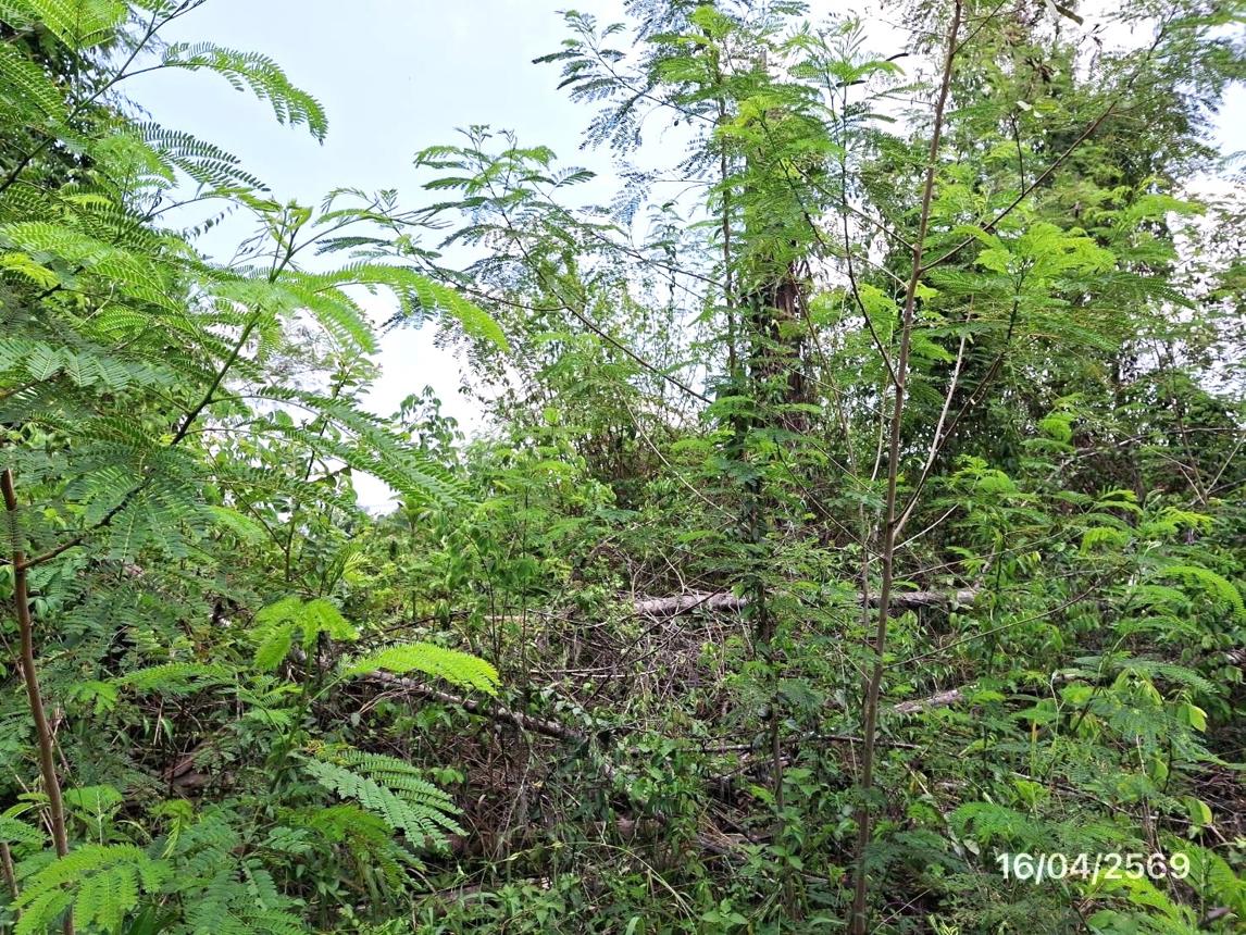 picture LAND 663 Sq.w. Khlong Thom Krabi for 2.9M - 17/24