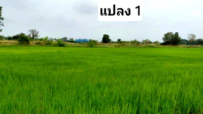 Land for sale Amata Nakorn : Beautiful land for sale in Nong Hong, Phan Thong, Chonburi, near Villa Como village.