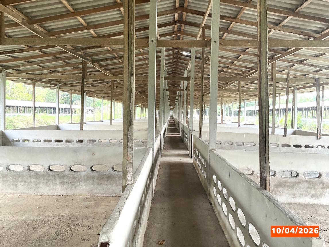 รูป ฟาร์ม 3649 ตร.วา เฉลิมพระเกียรติ นครศรีธรรมราช 9.9M - รูปที่ 22/36