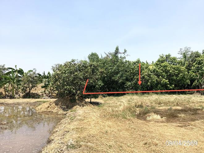 picture LAND 4246 Sq.w. Khlong Khlung Kamphaeng Phet for 4.2M - 3/24