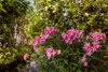 listing thumbnail image 39