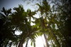 listing thumbnail image 32
