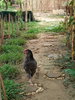listing thumbnail image 35