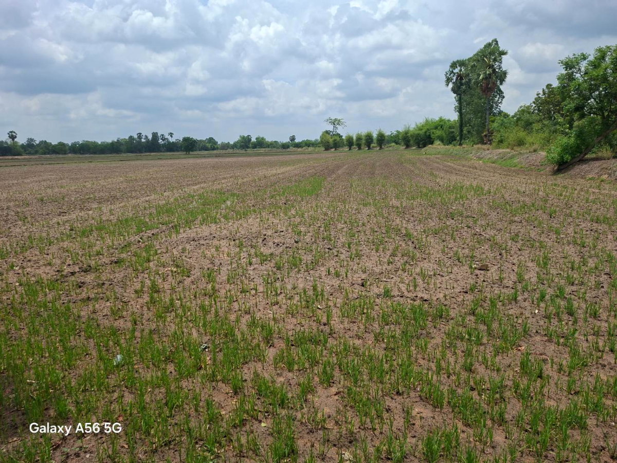 รูป ขายที่ดิน 31 ไร่ 322 ตร.วา ติดถนนใหญ่ หนองขาหย่าง อุทัยธานี ผังเมืองสีชมพู - รูปที่ 10/17