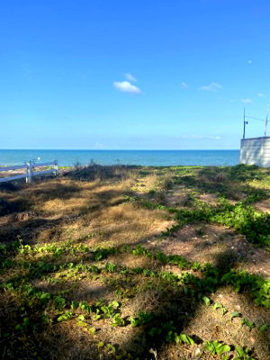 Land for sale Lang Suan Chumphon : Beachfront land for sale in Chumphon province, 53 square wah. Located on Khao Kho Beach, Lang Suan District, Chumphon Province.