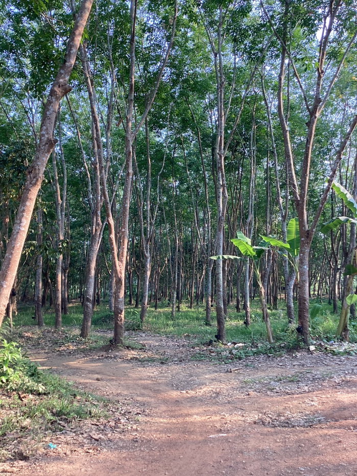 รูป (ขายที่ดินพร้อมเก็บเกี่ยวผลผลิต 80,000-100,000 /ด.) ที่ดินสวนยางพาราพร้อมพืชเศรษฐกิจ 27ไร่เศษ ต.ท่าปลา อุตรดิถ์ มีห้วยน้ำลำคลองไหลรอบที่ดิน - รูปที่ 8/19
