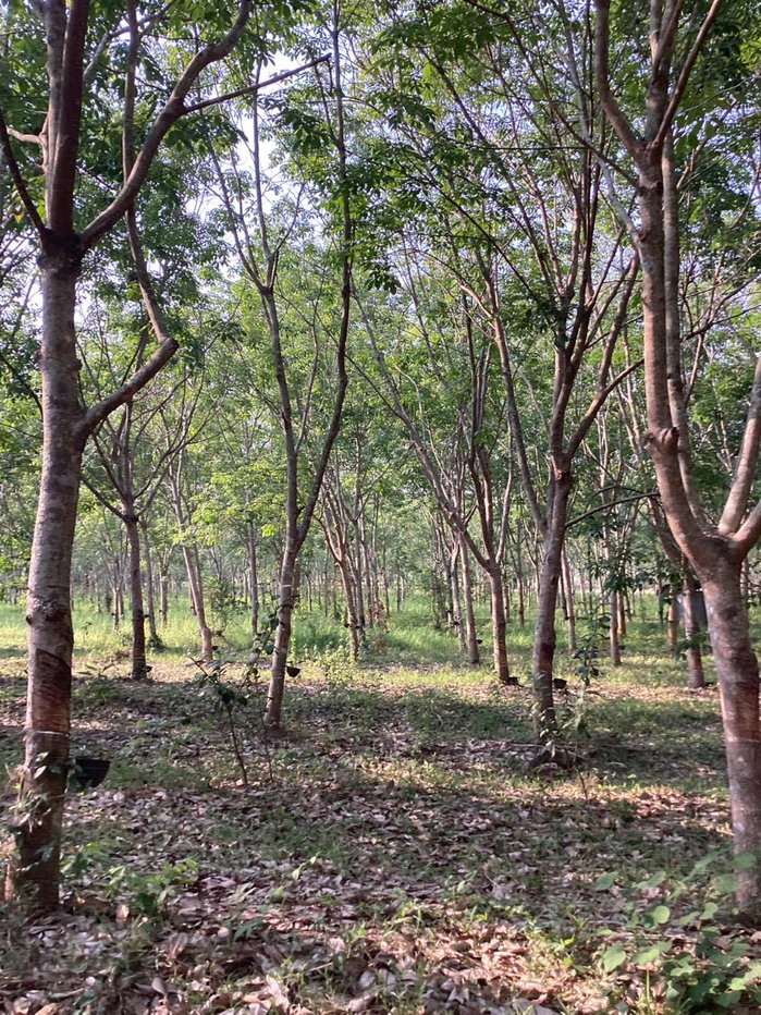 รูป (ขายที่ดินพร้อมเก็บเกี่ยวผลผลิต 80,000-100,000 /ด.) ที่ดินสวนยางพาราพร้อมพืชเศรษฐกิจ 27ไร่เศษ ต.ท่าปลา อุตรดิถ์ มีห้วยน้ำลำคลองไหลรอบที่ดิน - รูปที่ 9/19