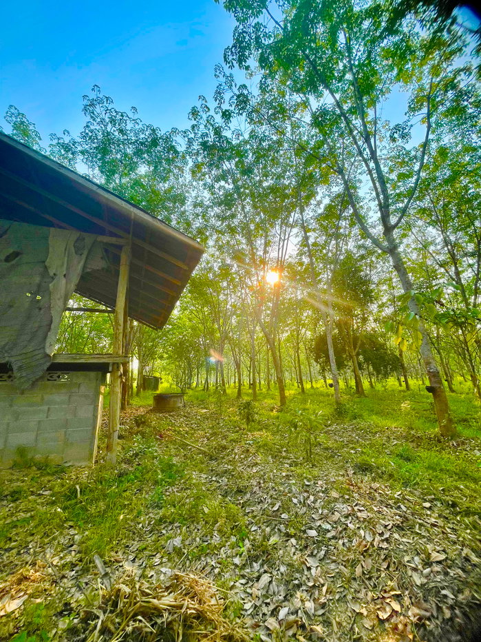 รูป (ขายที่ดินพร้อมเก็บเกี่ยวผลผลิต 80,000-100,000 /ด.) ที่ดินสวนยางพาราพร้อมพืชเศรษฐกิจ 27ไร่เศษ ต.ท่าปลา อุตรดิถ์ มีห้วยน้ำลำคลองไหลรอบที่ดิน - รูปที่ 7/19