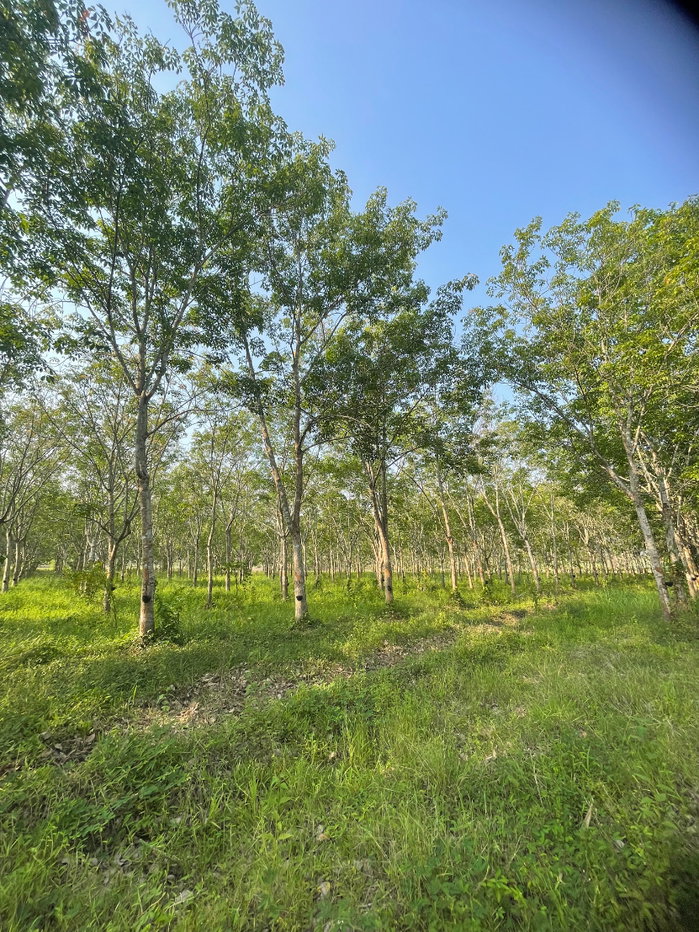 รูป (ขายที่ดินพร้อมเก็บเกี่ยวผลผลิต 80,000-100,000 /ด.) ที่ดินสวนยางพาราพร้อมพืชเศรษฐกิจ 27ไร่เศษ ต.ท่าปลา อุตรดิถ์ มีห้วยน้ำลำคลองไหลรอบที่ดิน - รูปที่ 16/19