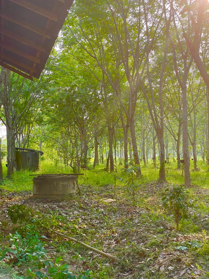 รูป (ขายที่ดินพร้อมเก็บเกี่ยวผลผลิต 80,000-100,000 /ด.) ที่ดินสวนยางพาราพร้อมพืชเศรษฐกิจ 27ไร่เศษ ต.ท่าปลา อุตรดิถ์ มีห้วยน้ำลำคลองไหลรอบที่ดิน - รูปที่ 6/19