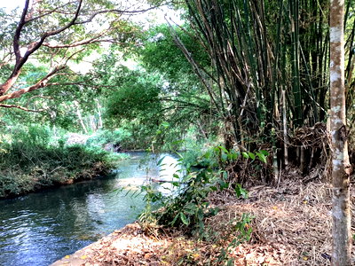 Land for sale Tha Pla Uttaradit : (Sell land with produce and receive income immediately. 80,000-100,000 baht/month)   Rubber plantation land for sale with economic crops, 27 rai