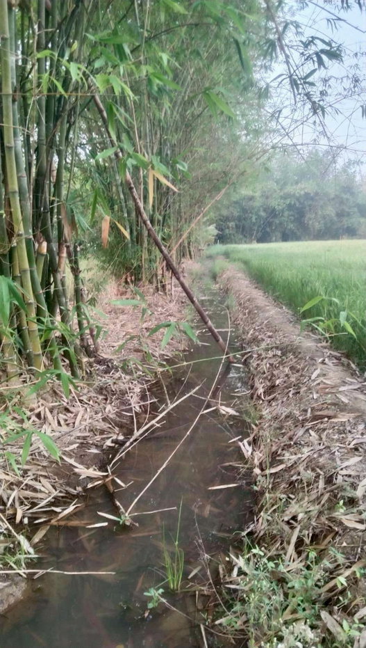 รูป (ขายที่ดินพร้อมเก็บเกี่ยวผลผลิต 80,000-100,000 /ด.) ที่ดินสวนยางพาราพร้อมพืชเศรษฐกิจ 27ไร่เศษ ต.ท่าปลา อุตรดิถ์ มีห้วยน้ำลำคลองไหลรอบที่ดิน - รูปที่ 10/19