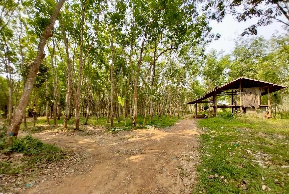 รูป (ขายที่ดินพร้อมเก็บเกี่ยวผลผลิต 80,000-100,000 /ด.) ที่ดินสวนยางพาราพร้อมพืชเศรษฐกิจ 27ไร่เศษ ต.ท่าปลา อุตรดิถ์ มีห้วยน้ำลำคลองไหลรอบที่ดิน - รูปที่ 5/19