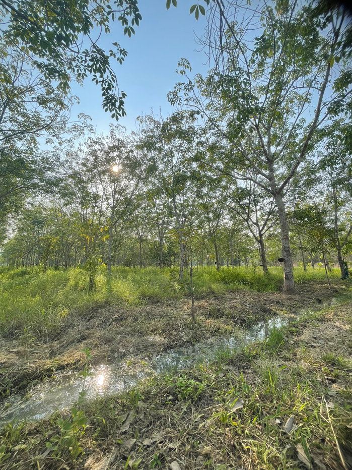 รูป (ขายที่ดินพร้อมเก็บเกี่ยวผลผลิต 80,000-100,000 /ด.) ที่ดินสวนยางพาราพร้อมพืชเศรษฐกิจ 27ไร่เศษ ต.ท่าปลา อุตรดิถ์ มีห้วยน้ำลำคลองไหลรอบที่ดิน - รูปที่ 13/19