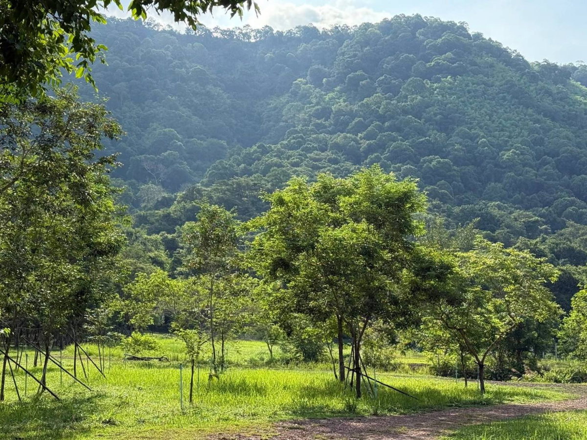 รูป ขายที่เขาใหญ่ 37 ไร่ ที่ติดเขาติดน้ำ เนินหอม เมืองปราจีนบุรี ที่สวยมาก มีแหล่งน้ำธรรมชาติ อยู่ใกล้ทางขึ้นอุทยานเขาใหญ่ ฝั่งปราจีน ด่วน ที่สวย ขายถูก - รูปที่ 1/24