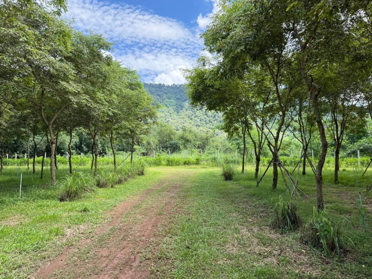 รูป ขายที่เขาใหญ่ 37 ไร่ ที่ติดเขาติดน้ำ เนินหอม เมืองปราจีนบุรี ที่สวยมาก มีแหล่งน้ำธรรมชาติ อยู่ใกล้ทางขึ้นอุทยานเขาใหญ่ ฝั่งปราจีน ด่วน ที่สวย ขายถูก - รูปที่ 6/24