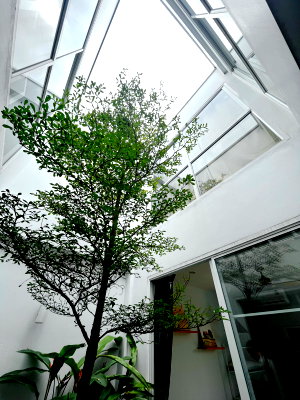 Twin houses for sale 700 Year Sports Arena Chiang Mai : 🍃 House for SALE ! Minimal Style Close to downtown - near to Supermarket, Fresh Market, School and etc📍Location: Monotown 3 Village , Ruamchok