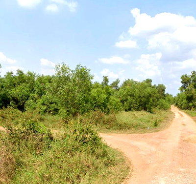 ที่ดิน เขตหนองจอก : ขายที่ดินเปล่า หนองจอก 1 ไร่ ซอยประชาสำราญ2 หนองจอกฝั่งเหนือ