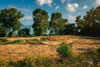 listing thumbnail image 4
