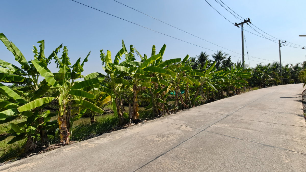 รูป 🌳 [ขายด่วน!] ที่ดินสวนสวย 7 ไร่เศษ สามพราน-บางช้าง ราคาถูกที่สุดในย่านนี้! - รูปที่ 2/7
