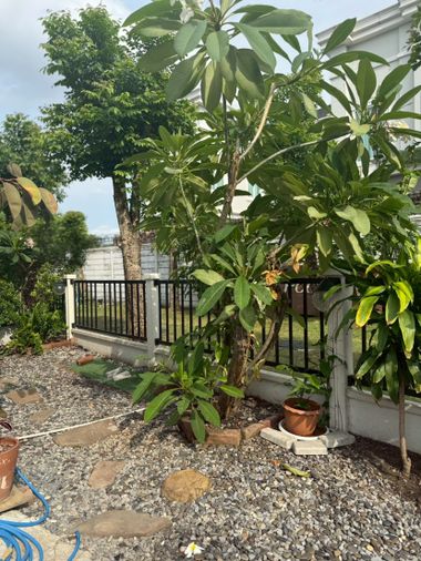 3-bed townhouse for rent, 170 sqm, 29.2 sq wah, Pleno Ramintra - Wongwaen