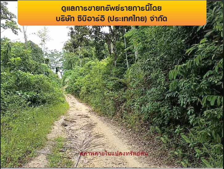 รูป ที่ดินว่างเปล่า 11778.5 ตร.วา เกาะสมุย-สุราษฎร์ธานี เกาะสมุย สุราษฎร์ธานี 110.2M - รูปที่ 12/12