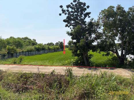 picture LAND 1523 Sq.w. Phrom Phiram Phitsanulok for 3M - 13/16
