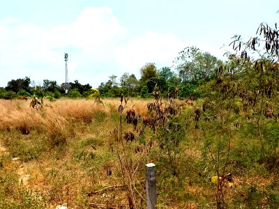 Land for sale Si Racha Chonburi : Prime location land, beautiful plot, in the heart of a banana plantation, Sriracha, Chonburi.