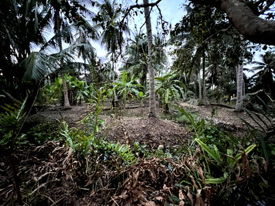ที่ดิน สมุทรสงคราม : ขายที่ดิน อัมพวา ขนาด 3 ไร่ 25 ตารางวา ที่ดินด้านหลังติดคลองขุด