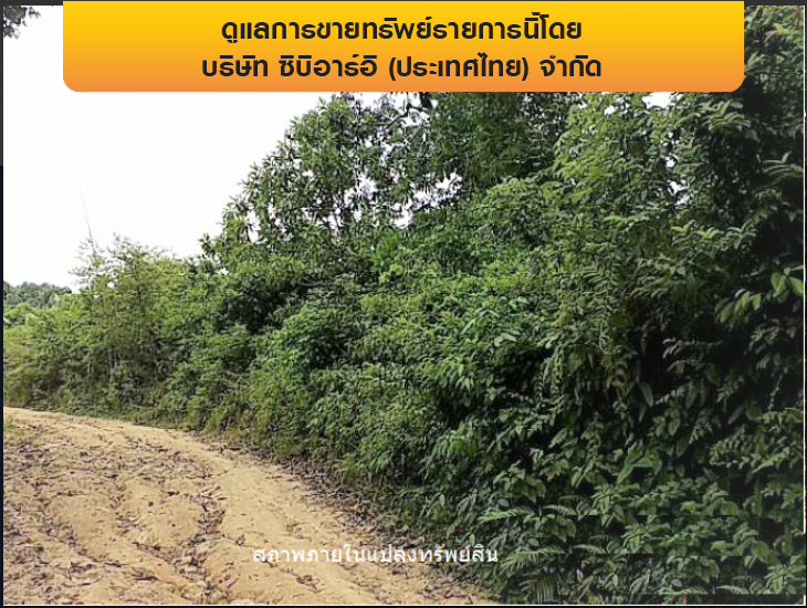 รูป ที่ดินว่างเปล่า 11778.5 ตร.วา เกาะสมุย-สุราษฎร์ธานี เกาะสมุย สุราษฎร์ธานี 110.2M - รูปที่ 8/12