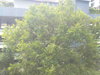 listing thumbnail image 8