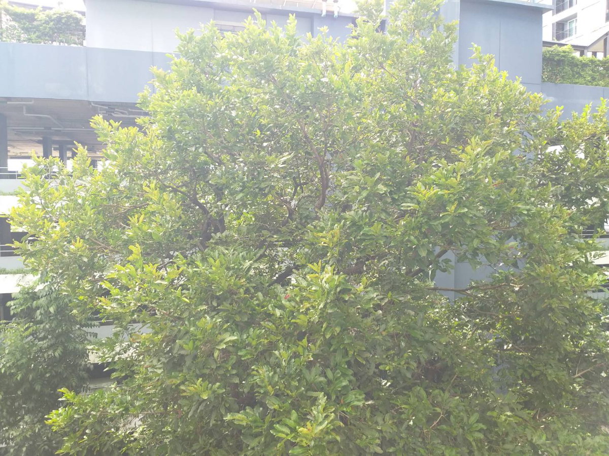 รูป ***ให้เช่าเดอะเมโทรโพลิส สำโรง คอนโดมิเนียม 1 ห้องนอน 1 ห้องน้ำ ขนาด 35 ตร.ม. ชั้น 4 ตึก C เฟอร์ครบ พร้อมเข้าอยู่ ปล่อยเช่า 13,000 บาท/เดือน - รูปที่ 9/12
