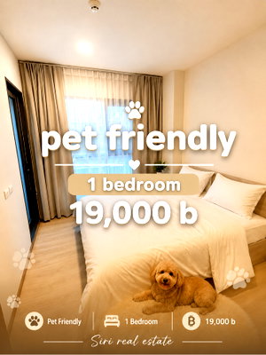 คอนโดให้เช่า : 🐶🐱 คอนโดเลี้ยงสัตว์ได้ให้เช่า   Maestro 03 รัชดา – พระราม 9