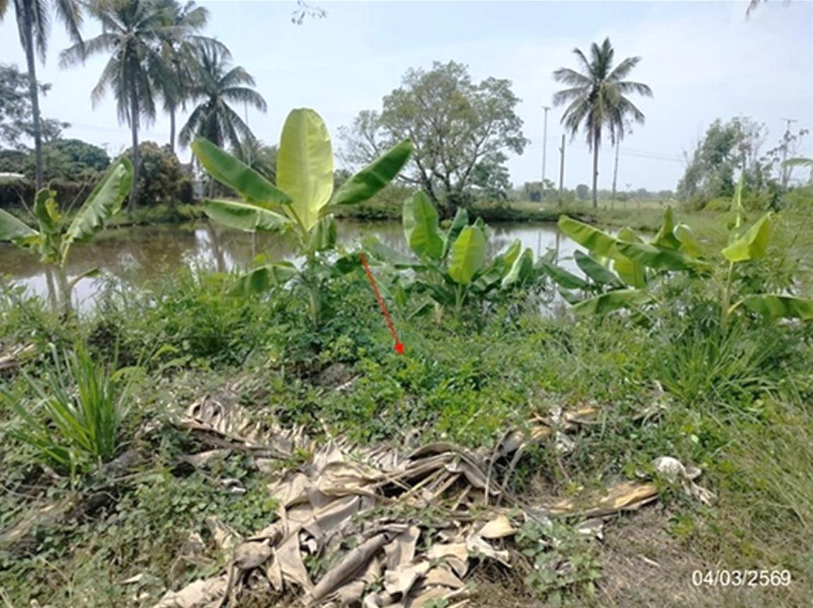 picture LAND 533.5 Sq.w. That Phanom Nakhon Phanom for 3.3M - 15/22