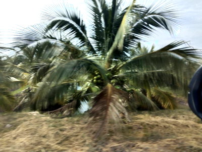 Land for sale Bang Len Nakhon Pathom : Coconut plantation land, 1555-rai, 750000 baht, Nakhon Pathom Province, coconuts 5 years old. There is full production in the area of ​​CV22.