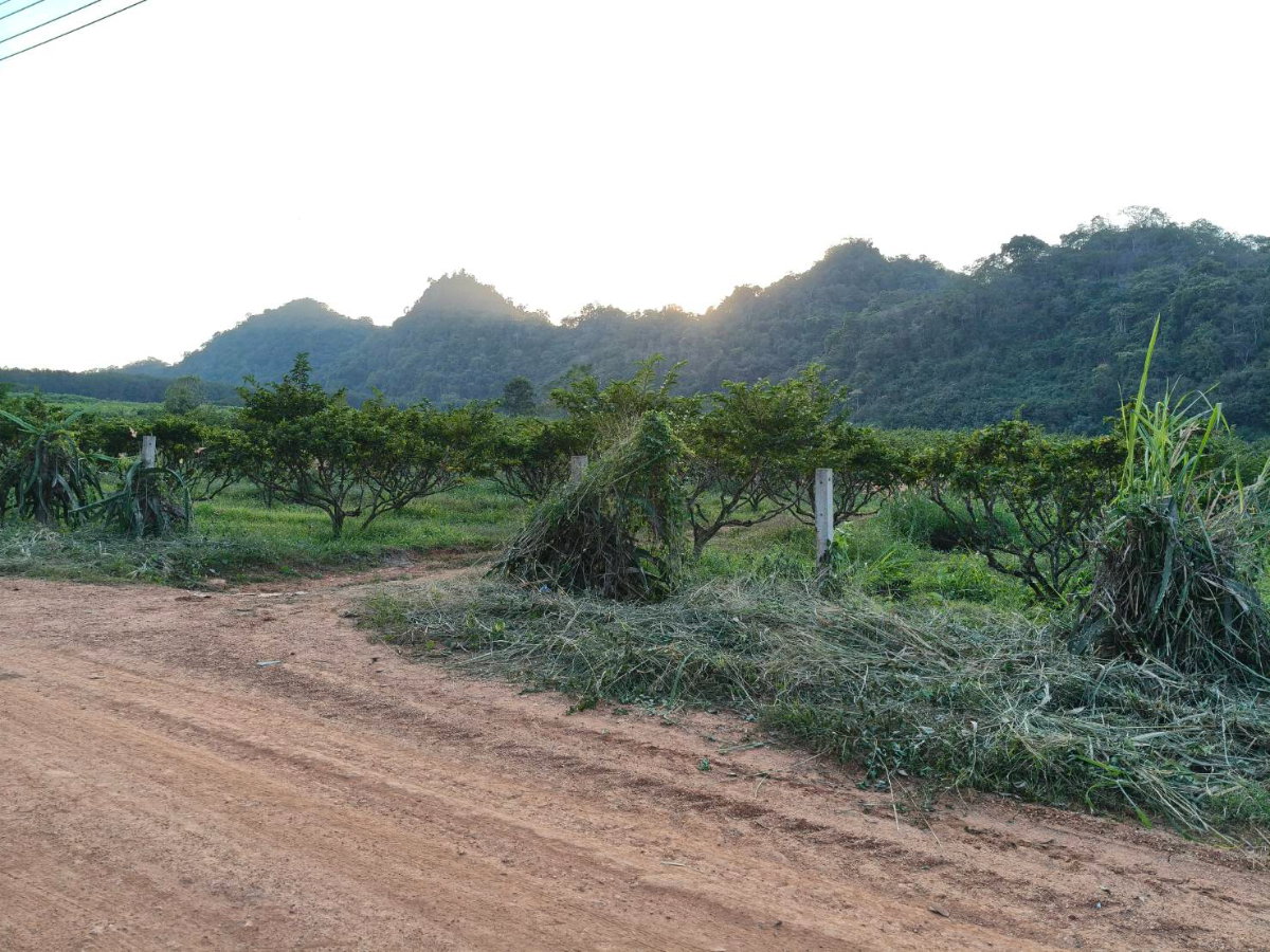 รูป ขายที่คลองม่วง ปากช่อง ที่ติดเขา 10 ไร่ ขายถูก ไร่ละ 1.3 ล้าน (โฉนดครุฑแดง) ที่สูง ความสูง 510 เมตร อากาศดี ใกล้ภูเขาวิวเขาสวย ใกล้มิตรภาพ หนองสาหร่าย - รูปที่ 3/5