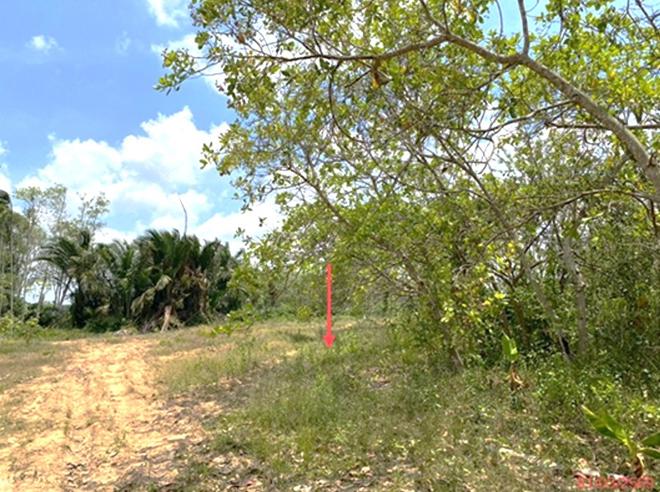 picture LAND 758.6 Sq.w. Muang Phatthalung Phatthalung for 2.9M - 5/20