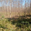 listing thumbnail image 4