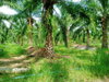 listing thumbnail image 5
