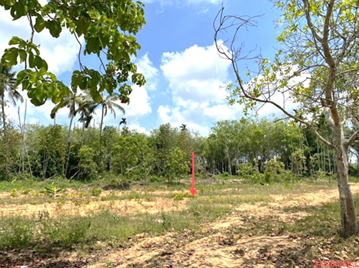 picture LAND 758.6 Sq.w. Muang Phatthalung Phatthalung for 2.9M - 14/20