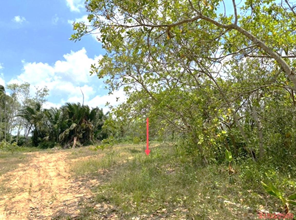 picture LAND 758.6 Sq.w. Muang Phatthalung Phatthalung for 2.9M - 13/20