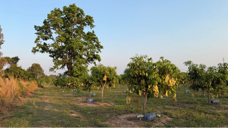 รูป ที่ดินติดถนนบ้านหนองริวหนัง-บ้านหนองไผ่(กส.3121) ตำบลเสาเล้า อำเภอหนองกุงศรี จังหวัดกาฬสินธุ์ - รูปที่ 3/6