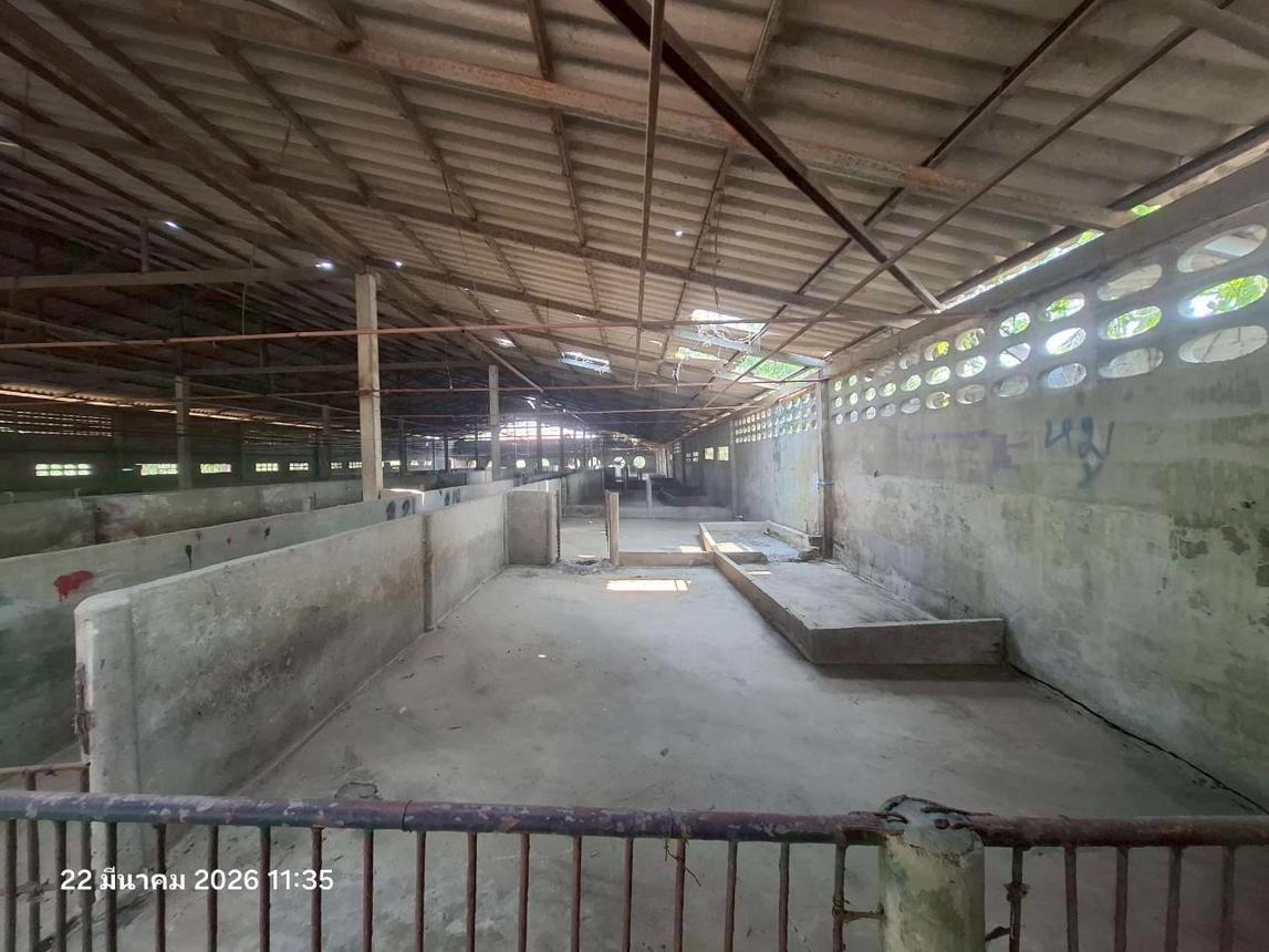 รูป ฟาร์ม 848.1 ตร.วา ศรีสำโรง สุโขทัย 2.2M - รูปที่ 21/30