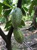 listing thumbnail image 8